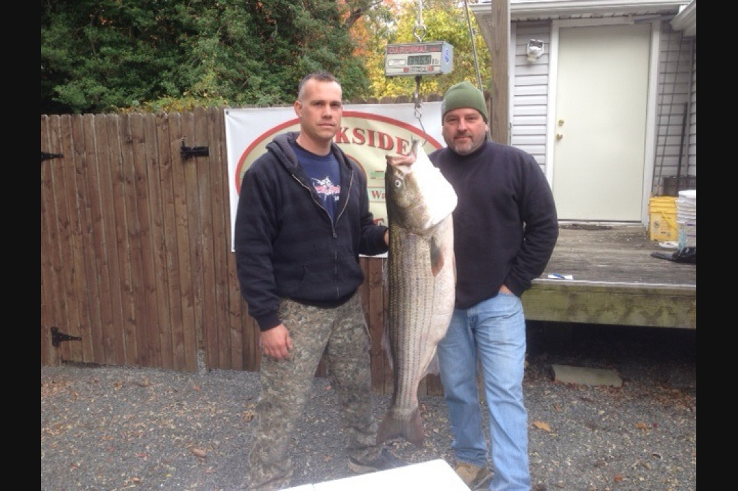 39.75 Striper caught trolling with stretch 25's off Bathing Beach